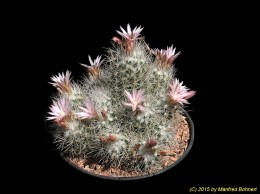 Escobaria tuberculata 1193